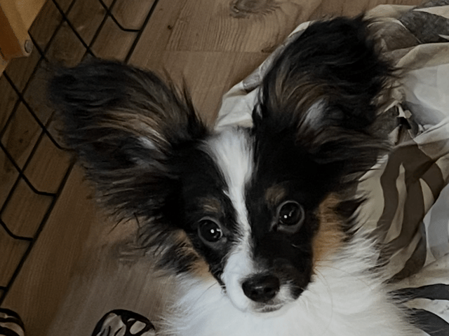 Papillon