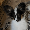 Papillon