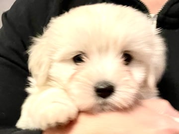 White Forest Kennel