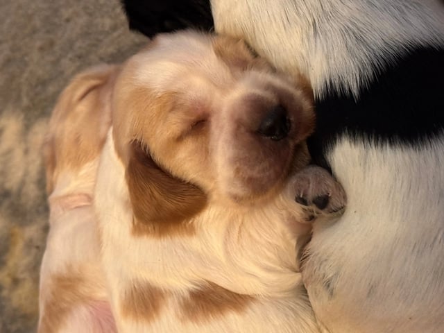 Cocker spaniel