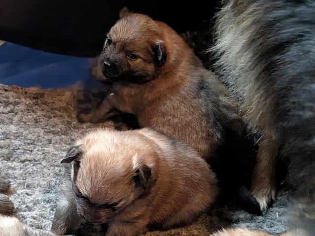 Puppy: Dålakungens Kronprins Christian