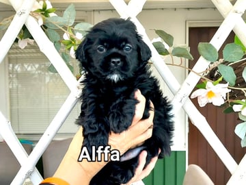 Shihpoo · Norrköping · Tanja G.