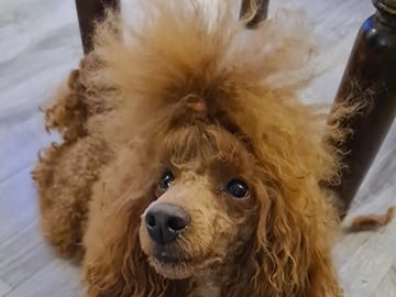 Miniature Poodle · Malm · Malgorzata Sabina Baranek