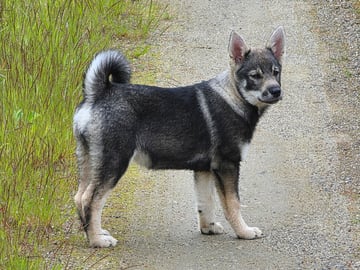 Eldsjöns Kennel