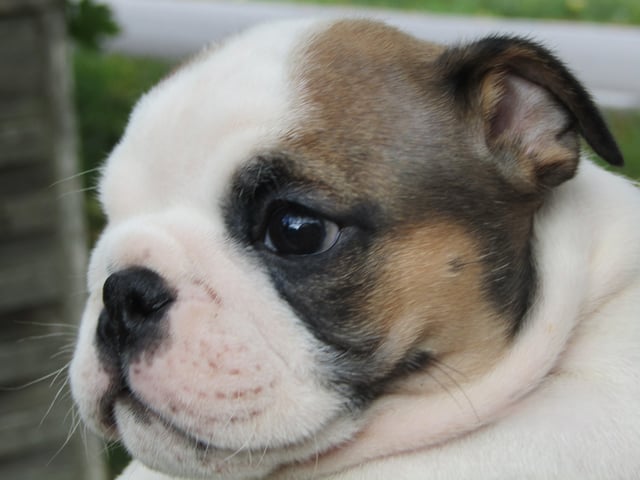 Engelsk bulldog