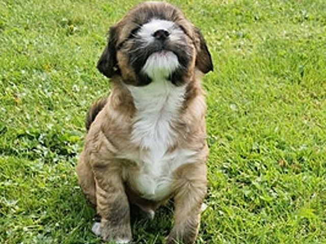 Tibetansk terrier