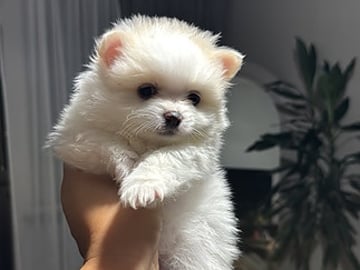 Blandras: Pomeranian, Chihuahua · Kalix · Ivanna B.