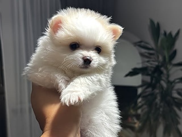 🐾❤️ Våra små älsklingar söker sina framtida familjer ❤️🐾