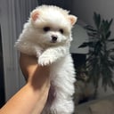 Blandras: Pomeranian, Chihuahua