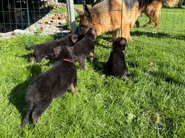 Schäferhund · Billesholm · Team Hunting Hill