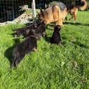 Tysk Schäferhund