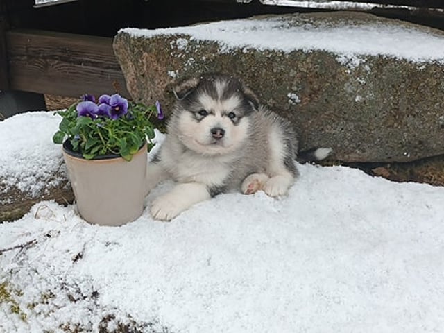 Alaskan malamute