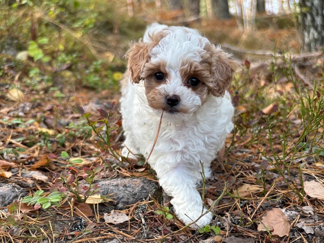 Cavapoo