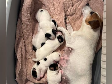Limelight Kennels