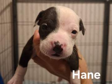 Hane 1