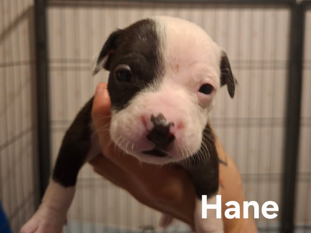 Hvalp: Hane 1