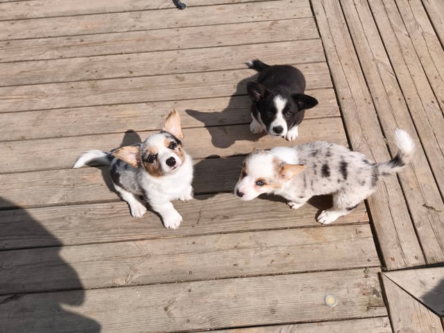 Welsh corgi cardigan