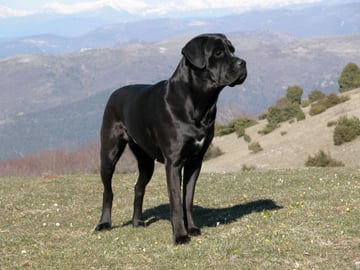 Cane corso