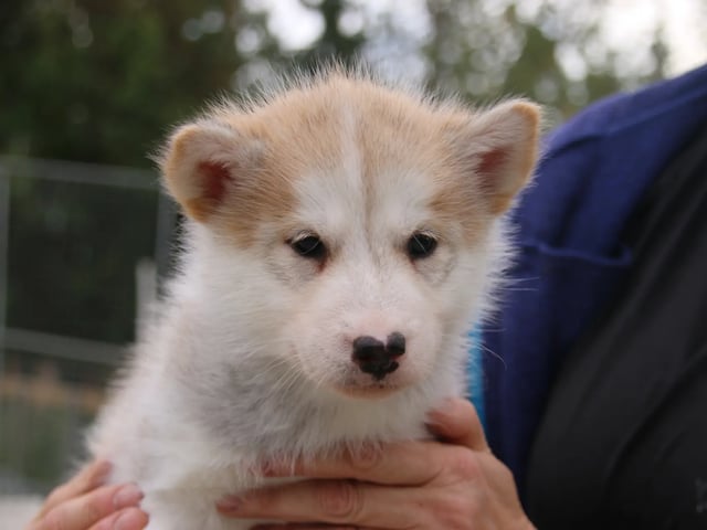 Greenland Dog