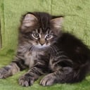 Sibirisk kat