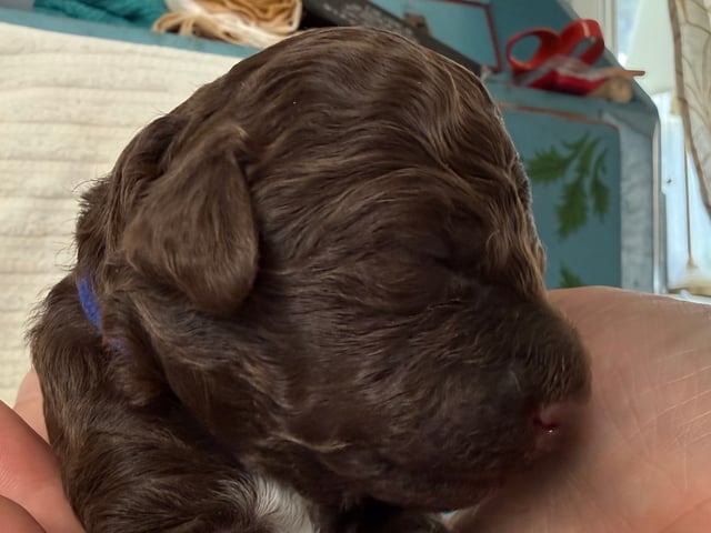 Lagotto romagnolo