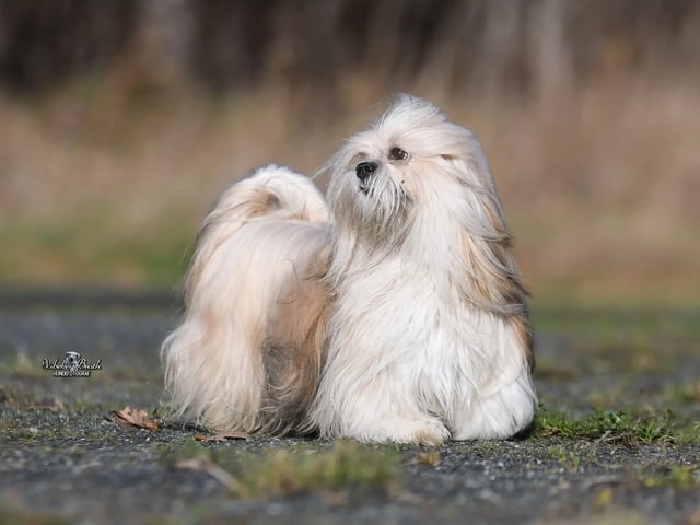 Lhasa apso