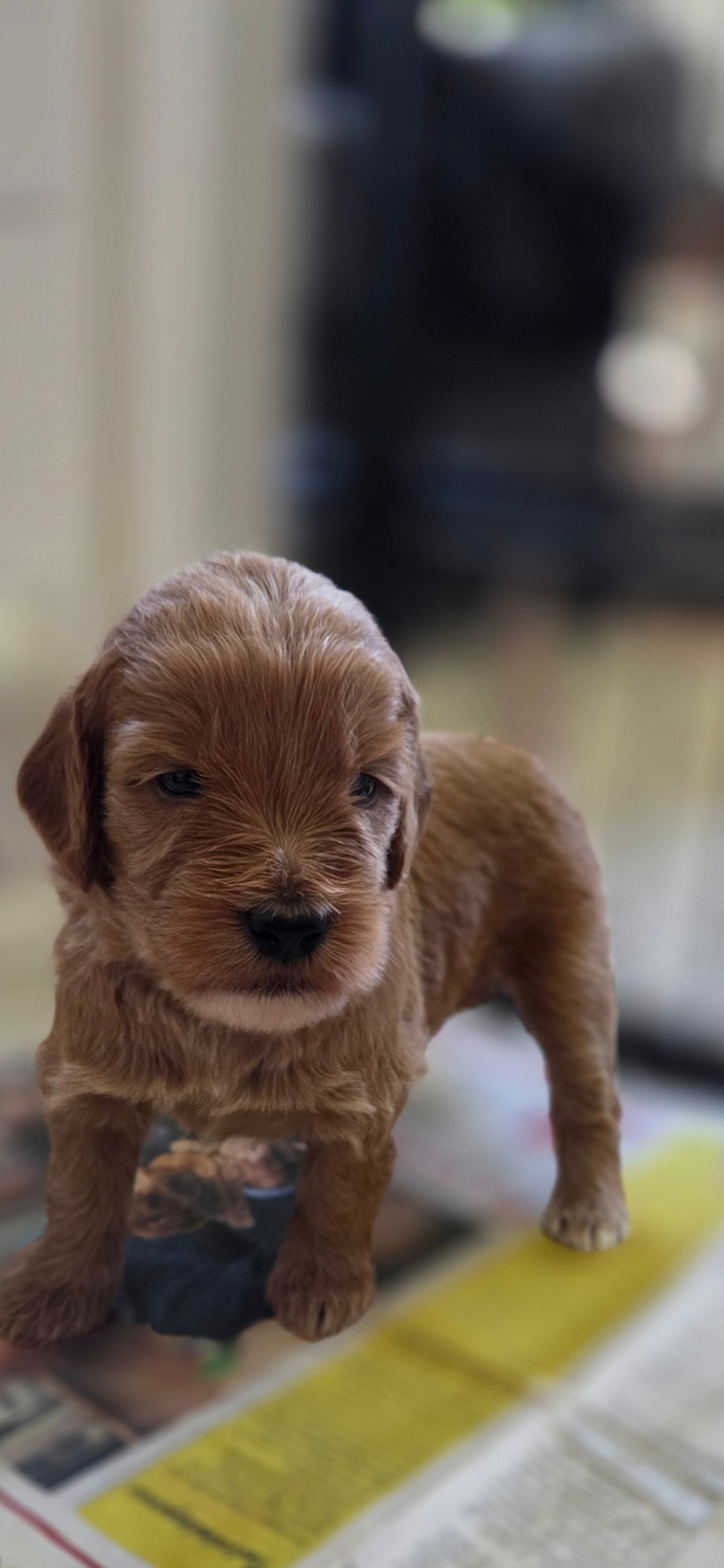 Lyckornaslabradoodle