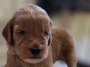 Lyckornaslabradoodle