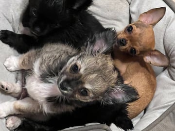 Chihuahua · Fjärdhundra · Bastängens