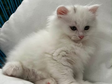 Sibirsk skogkatt · Sola · Od K.