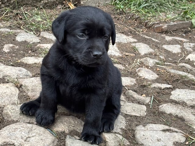 Labrador retriever · Lövestad · Sheep Trix