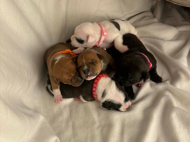 Staffordshire bull terrier