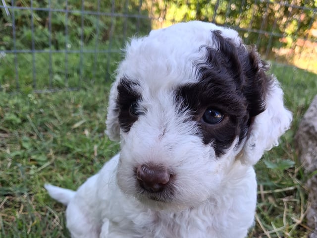 Perro de Agua Español