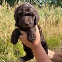 Labradoodle