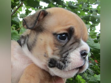 Maxibull