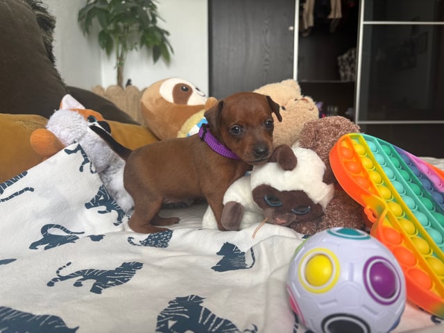 Dværgpinscher