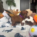 Dvergpinscher