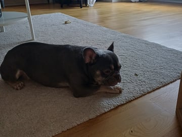French Bulldog · Eslöv · Emma H.