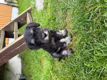 Dværgschnauzer · Snåsa · Kristoffer Okstad Fjerstad