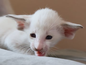 Oriental Adore Cattery