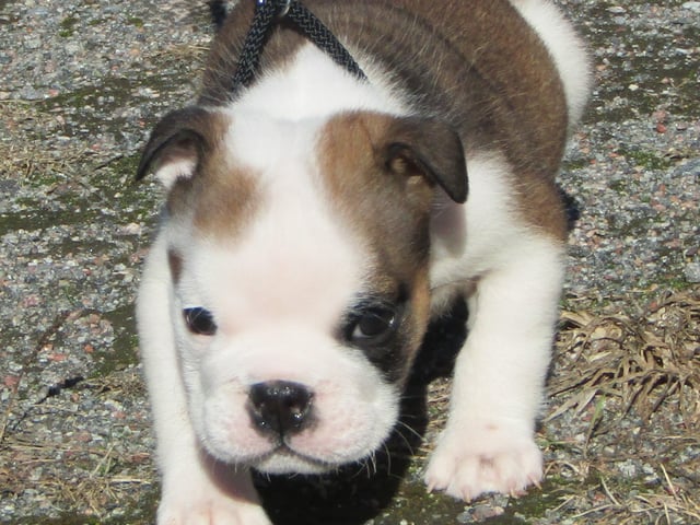 Engelsk bulldog