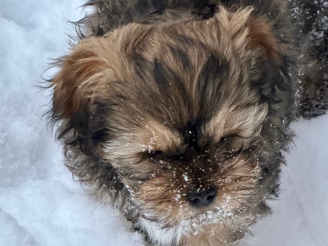 Shih tzu/Lhasa apso