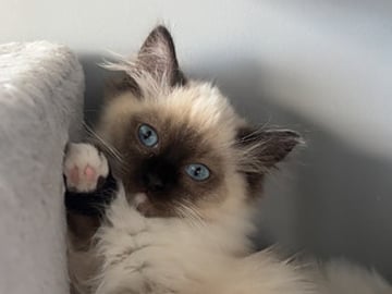 Ragdoll · Åled · Saededdin .