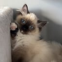 Ragdoll