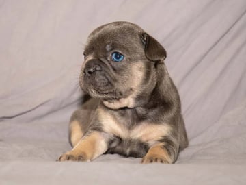 Fransk bulldog · Munka-ljungby · Skogslyckan