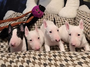 Miniature bull terrier · Sylling · Kinga György