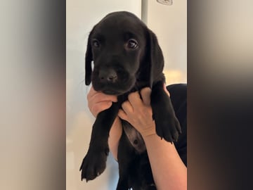 Mitzys retrivers