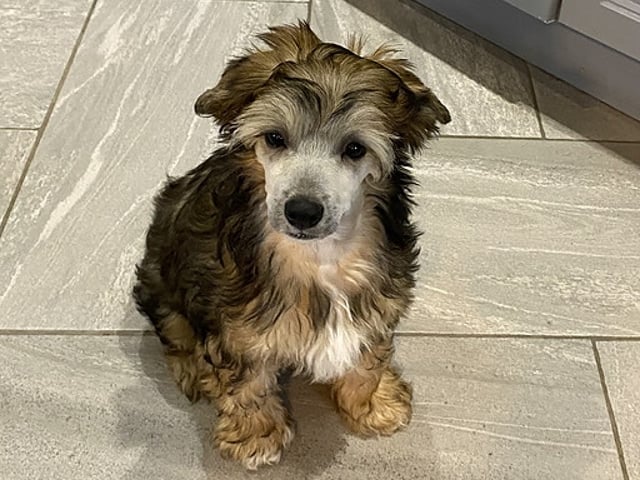 Chinese crested dog