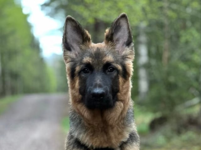 Schæferhund