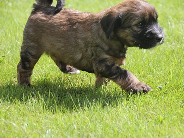 Tibetansk terrier
